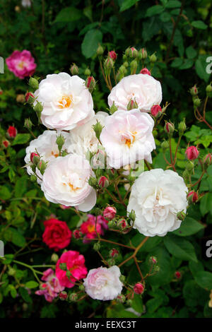 Rosa 'Blush Noisette' syn. Rosa 'Noisette Carnée' Banque D'Images