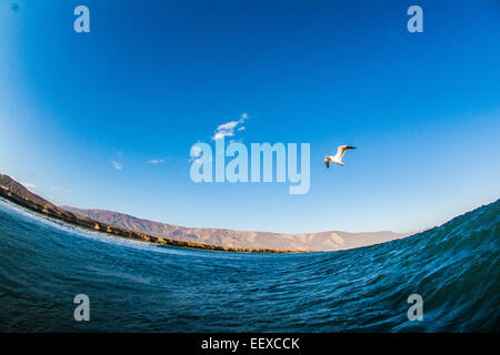 Mouette volant le long des vagues à Punta San Carlos, Baja California, Mexique Banque D'Images