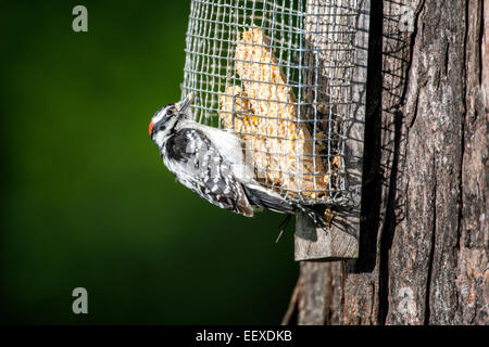 Le Pic mineur mâle accroché à suet alimenteur en arbre. Banque D'Images