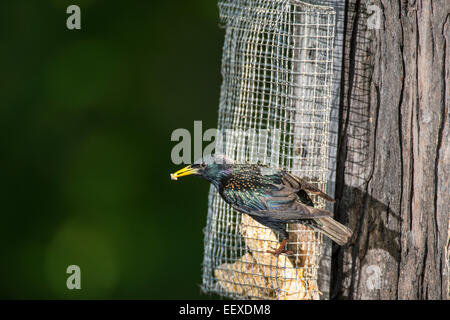 L'étourneau sansonnet en plumage nuptial perché sur suet d'alimentation. Banque D'Images