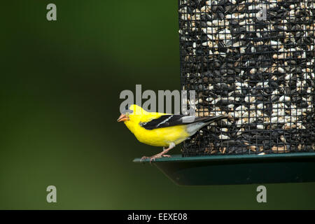 Chardonneret jaune mâle perché sur les semences d'alimentation. Banque D'Images