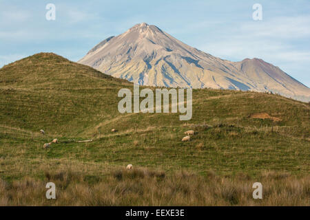 Les moutons dans les pâturages au-dessous de Mt. Taranaki, Egmont National Park, North Island, New Zealand Banque D'Images