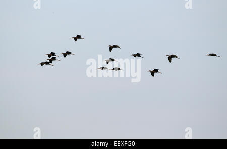 Grand groupe d'Ibis en vol près de Venise sur la côte ouest de la Floride, juste au sud de Tampa et de Sarasota. Banque D'Images