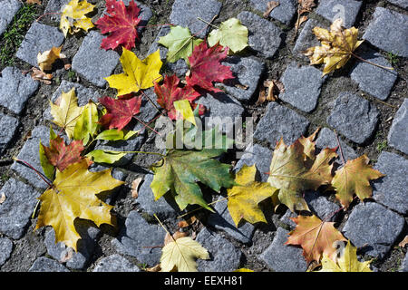 Automne feuilles d'érable sur la vieille rue de granit pierres. La journée ensoleillée d'automne Banque D'Images