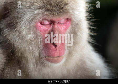 Macaque japonais Banque D'Images