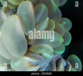 Close-up of bubble coral Banque D'Images