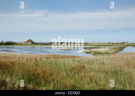 Peu à la colonie de sternes de Petten sur l'île de Texel, Hollande Banque D'Images