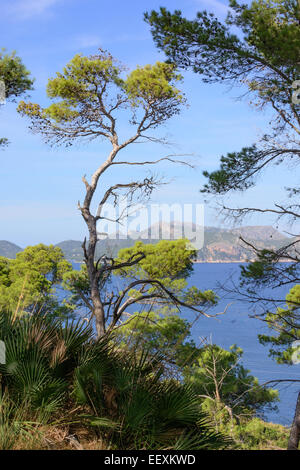 Le pin et le palmier paysage sur Alcudia Pollensa bay péninsule avec en arrière-plan. Banque D'Images