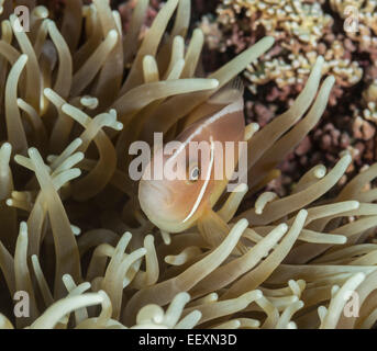 Poisson clown rose caché dans une anémone de mer Banque D'Images