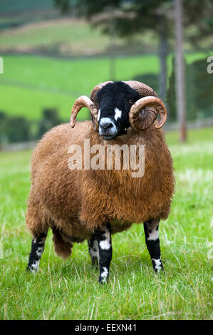 Ram Dalesbred dans le champ. North Yorkshire, UK. Banque D'Images