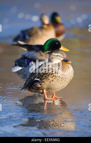 Canard colvert (Anas platyrhynchos) sur un étang au Royaume-Uni en hiver. Janvier 2015. Banque D'Images