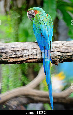 D'Arlequin coloré Macaw aviary, profil arrière Banque D'Images