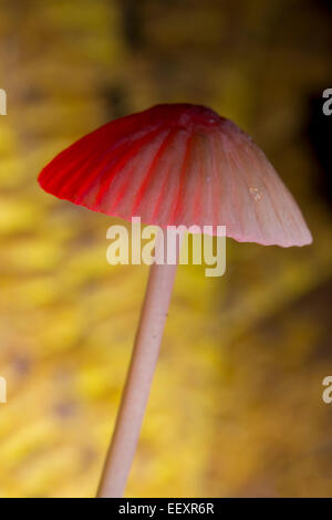 Champignons des bois Banque D'Images