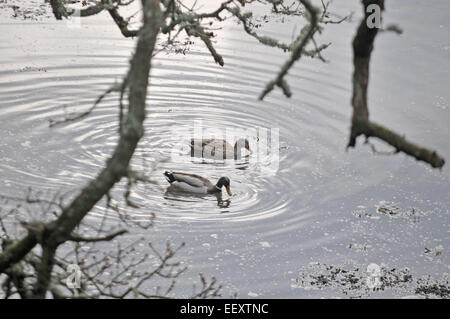 Deux canards colvert sur la rivière Penryn à Cornwall Banque D'Images