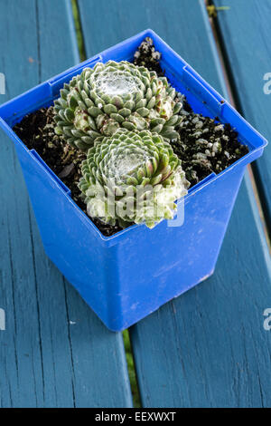 Un jardin variété de sedum ou orpin, poussant dans un pot en plastique, appelé orpin rose. Banque D'Images