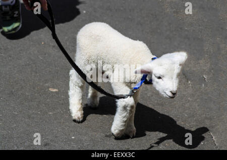 Agneau animal en rue à mener avec les jeunes balades familiales Banque D'Images