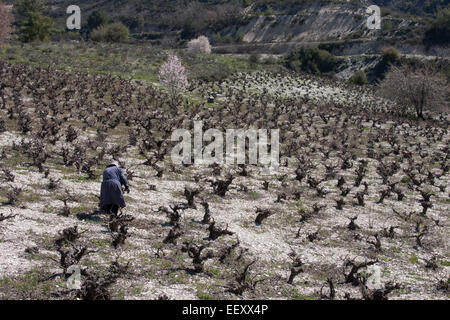 Woman tending chypriote vignes Banque D'Images