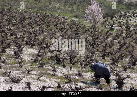 Dans le vignoble Banque D'Images