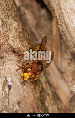 Hornet, brown hornet, hornet, nid, trou, hornets, Hornisse, Hornissen, nichent dans altem Baum, Baumhöhle, Vespa crabro Banque D'Images