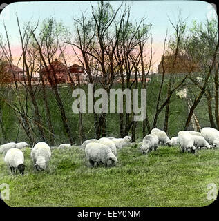 Choix Schropshire, Oxford et Cotswold Moutons, Iowa State University, Ames, Iowa, USA, Magic Lantern slide, vers 1910 Banque D'Images