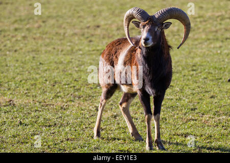 Portrait de mouflon Banque D'Images