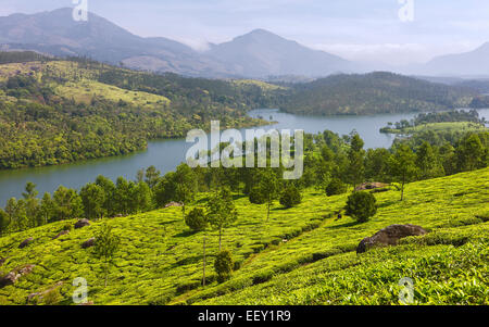 La plantation de thé de feuilles de thé montrant prêts pour la récolte sur une journée ensoleillée et sur un lac et montagne de granit. Banque D'Images