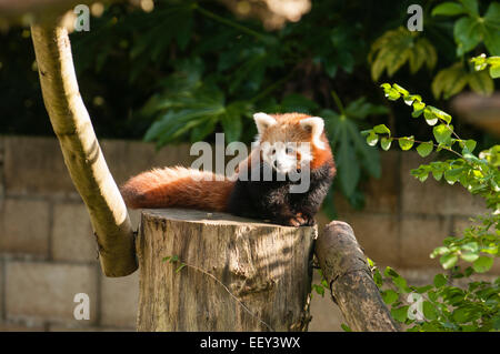 Le panda rouge cub sur souche d'arbre Banque D'Images