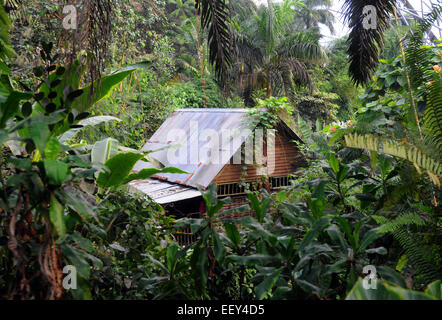 Septembre 2014 La forêt tropicale à l'Eden Project près de St Austell, Cornwall. Pic Mike Walker, Mike Walker Images Banque D'Images