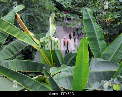 Septembre 2014 La marche dans la forêt tropicale à l'Eden Project près de St Austell, Cornwall. Pic Mike Walker, Mike Walker Images Banque D'Images