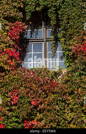 Croissance des feuilles de lierre vert et rouge couvrent les murs du château de Nuremberg en Allemagne Banque D'Images