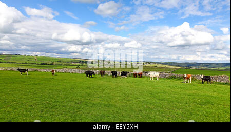 Un troupeau de vaches qui paissent dans un champ de Over Haddon Derbyshire en Angleterre avec une large étendue du ciel et de l'herbe Banque D'Images