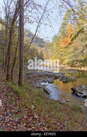 Rivière de montagne pittoresque entouré d'une forêt de feuillus aux couleurs de l'automne la fin de l'après-midi dans la nature sauvage de l'ombre Banque D'Images