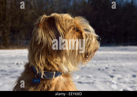 Face à une race croisée caniche, Great Pyrenees, Fédération de Wolfhound, chien à la recherche vers le soleil dans un parc avec de la neige en hiver Banque D'Images