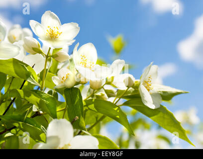Jardin de jasmin en fleurs avec des fleurs blanches sur fond bleu ciel. Banque D'Images