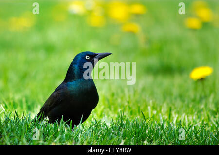 Oiseau sur l'herbe (Quiscale bronzé ) portrait isolé Banque D'Images