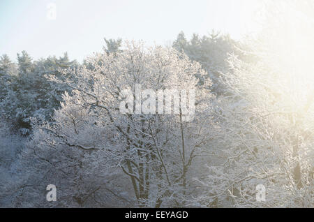 USA, l'État de New York, Hudson Valley, New Paltz, forêt en hiver Banque D'Images