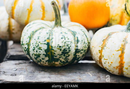 Pumpkins sur table Banque D'Images