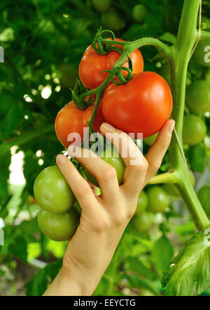 Women's arm holding succursale de rouge mûre et tomates vertes Banque D'Images