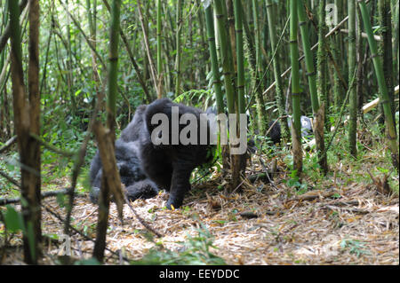 La famille Agashya de gorilles dans le parc national des volcans, Rwanda Banque D'Images