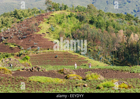 Terres agricoles sur le bord de Volcanoes National Park. Le Rwanda Banque D'Images