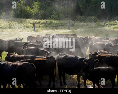 Les vaches sont entassés à l'Ranch Blacktail. Situé à la base de la ligne de partage dans Wolf Creek, Montana l'ranch l'histoire remonte à la fin des années 1880, lorsque la propriété a été étendait par pioneer Gustav Rittel. Le ranch est fier que premiere dude ranch qui permet d'adopter une grande variété de clients. (Photo par Ami Vitale) Banque D'Images