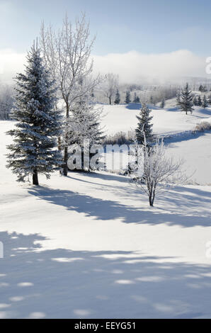 A Winter Wonderland laissés derrière après une nuit de neige et du brouillard givrant. Calgary, Alberta, Canada Banque D'Images