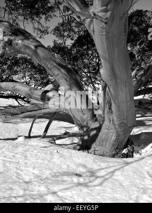 L'Australie : Snow gum, Perisher Valley, montagnes enneigées, EN IN Banque D'Images