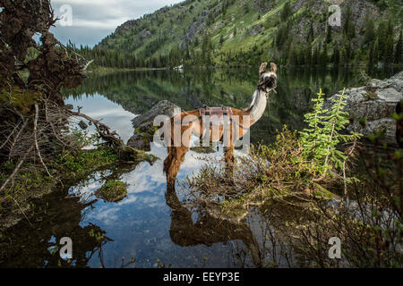 Bienvenue dans le monde étrange et merveilleux des lamas. Llama-trekking est une des nombreuses activités disponibles dans des régions éloignées de Montana. Ces belles créatures excentriques, ont la vue exceptionnelle qui, alliée à leur periscope-comme le cou, les rend idéales des gardes de sécurité. Forte et douce, calme et agile, les lamas sont le compagnon parfait pour un pack voyage. Avec leur pied rembourrée, de propreté, de nature calme et possibilité de naviguer sur une variété de végétation, les lamas n'ont pas plus d'impact dans le haut pays d'un cerf. Et d'alerte antigliss, ces belles autochtones andins tote pignon avec facilité t Banque D'Images