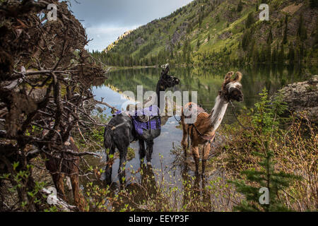 Bienvenue dans le monde étrange et merveilleux des lamas. Llama-trekking est une des nombreuses activités disponibles dans des régions éloignées de Montana. Ces belles créatures excentriques, ont la vue exceptionnelle qui, alliée à leur periscope-comme le cou, les rend idéales des gardes de sécurité. Forte et douce, calme et agile, les lamas sont le compagnon parfait pour un pack voyage. Avec leur pied rembourrée, de propreté, de nature calme et possibilité de naviguer sur une variété de végétation, les lamas n'ont pas plus d'impact dans le haut pays d'un cerf. Et d'alerte antigliss, ces belles autochtones andins tote pignon avec facilité t Banque D'Images