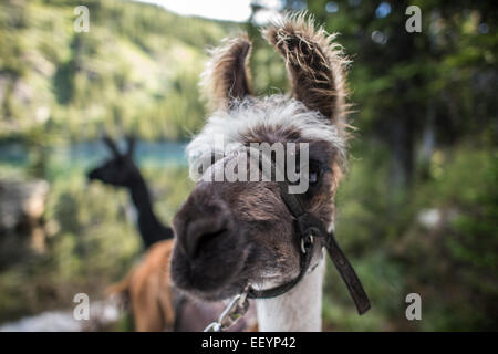 Bienvenue dans le monde étrange et merveilleux des lamas. Llama-trekking est une des nombreuses activités disponibles dans des régions éloignées de Montana. Ces belles créatures excentriques, ont la vue exceptionnelle qui, alliée à leur periscope-comme le cou, les rend idéales des gardes de sécurité. Forte et douce, calme et agile, les lamas sont le compagnon parfait pour un pack voyage. Avec leur pied rembourrée, de propreté, de nature calme et possibilité de naviguer sur une variété de végétation, les lamas n'ont pas plus d'impact dans le haut pays d'un cerf. Et d'alerte antigliss, ces belles autochtones andins tote pignon avec facilité t Banque D'Images