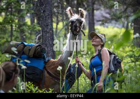 Bienvenue dans le monde étrange et merveilleux des lamas. Llama-trekking est une des nombreuses activités disponibles dans des régions éloignées de Montana. Ces belles créatures excentriques, ont la vue exceptionnelle qui, alliée à leur periscope-comme le cou, les rend idéales des gardes de sécurité. Forte et douce, calme et agile, les lamas sont le compagnon parfait pour un pack voyage. Avec leur pied rembourrée, de propreté, de nature calme et possibilité de naviguer sur une variété de végétation, les lamas n'ont pas plus d'impact dans le haut pays d'un cerf. Et d'alerte antigliss, ces belles autochtones andins tote pignon avec facilité t Banque D'Images