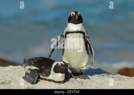 Paire de pingouins africains (Spheniscus demersus), Western Cape, Afrique du Sud Banque D'Images
