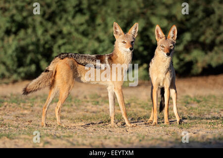 Une paire de chacal à dos noir (Canis mesomelas), désert du Kalahari, Afrique du Sud Banque D'Images