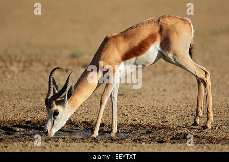 Une antilope springbok (Antidorcas marsupialis) eau potable, désert du Kalahari, Afrique du Sud Banque D'Images